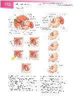 Sobotta  Atlas of Human Anatomy  Trunk, Viscera,Lower Limb Volume2 2006, page 177